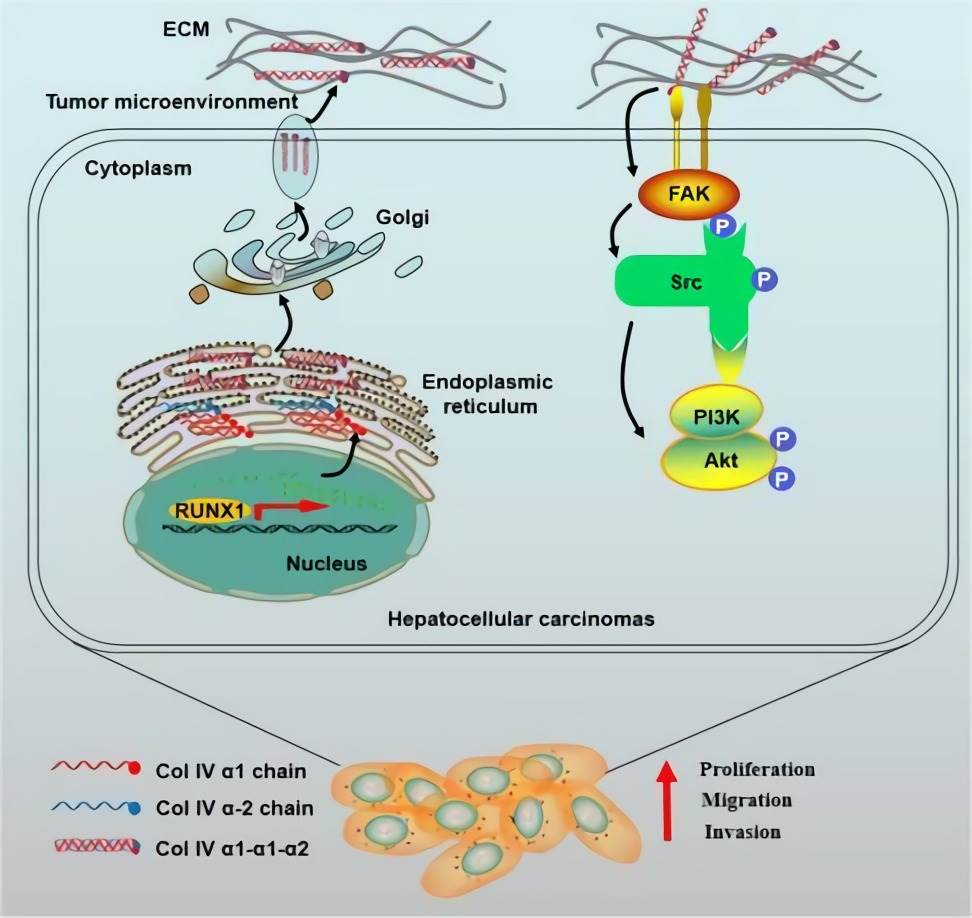 Schematic diagram of COL4A1 promoting the growth and metastasis of HCC cells.