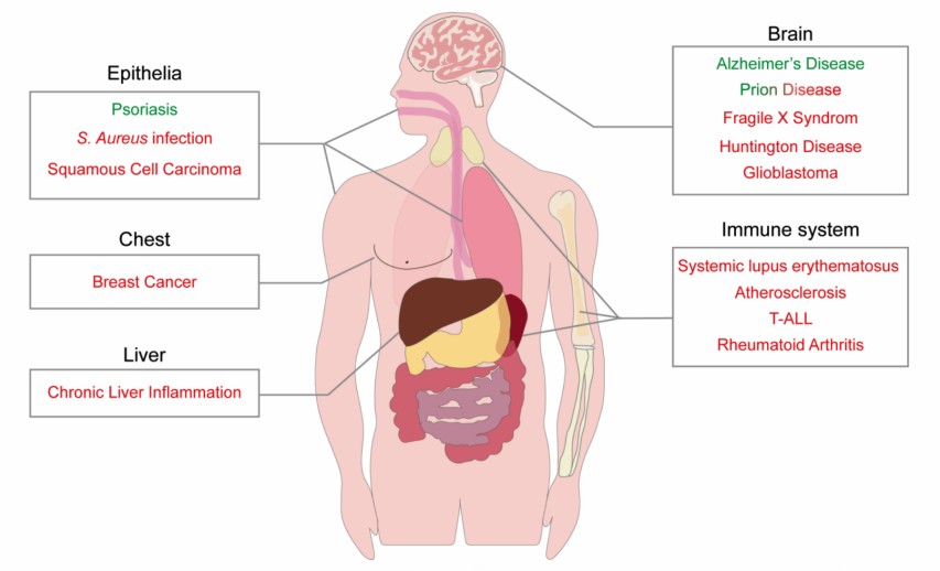 The role of ADAM10 in different human diseases.