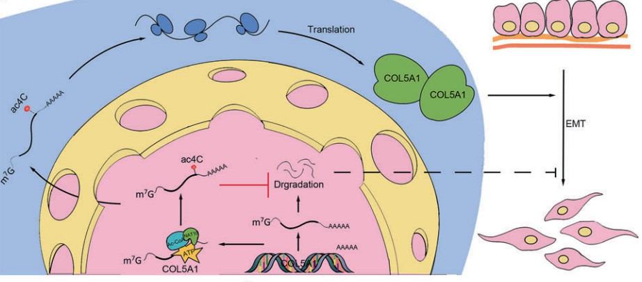 The promoting roles of NAT10 and COL5A1 in the metastasis and EMT of GC.