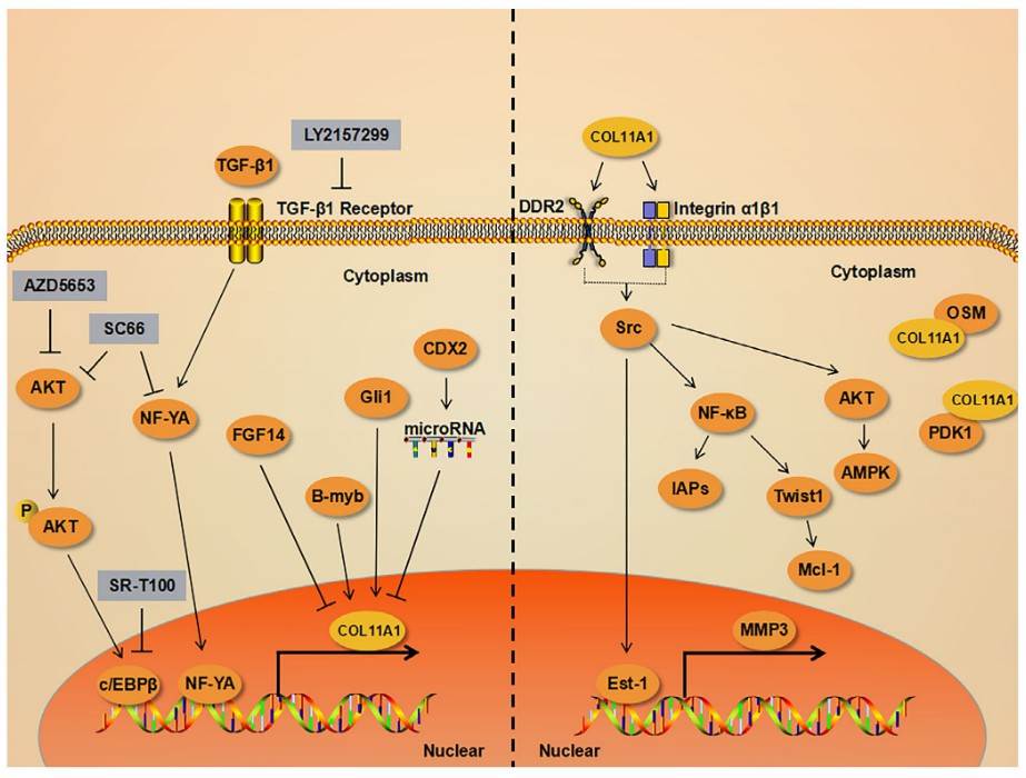 COL11A1 is involved in intracellular signaling pathways.