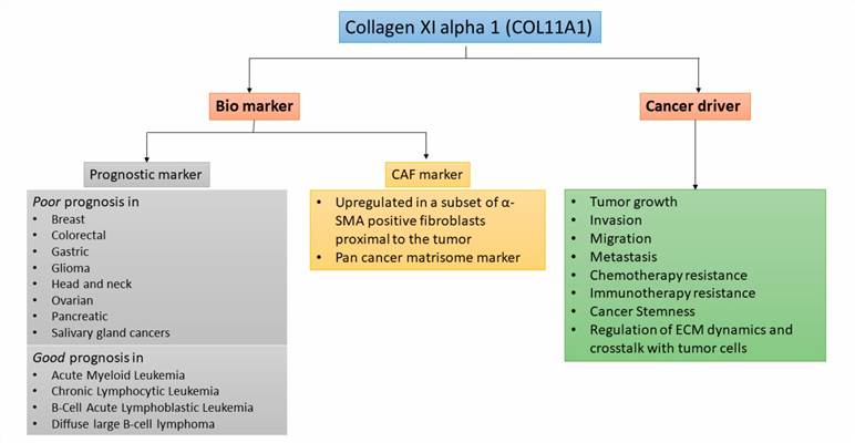 COL11A1 is a biomarker and is a driver of aggressiveness in cancer.