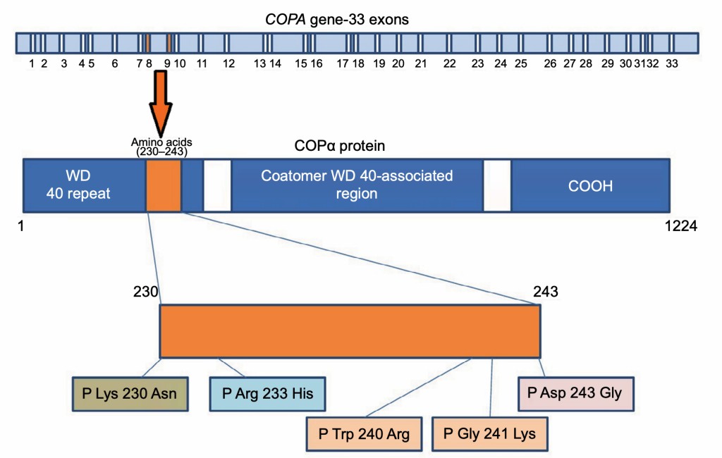Schematic representation of COPA gene with annotated exons and protein structure describing the respective domains with most reported mutations.