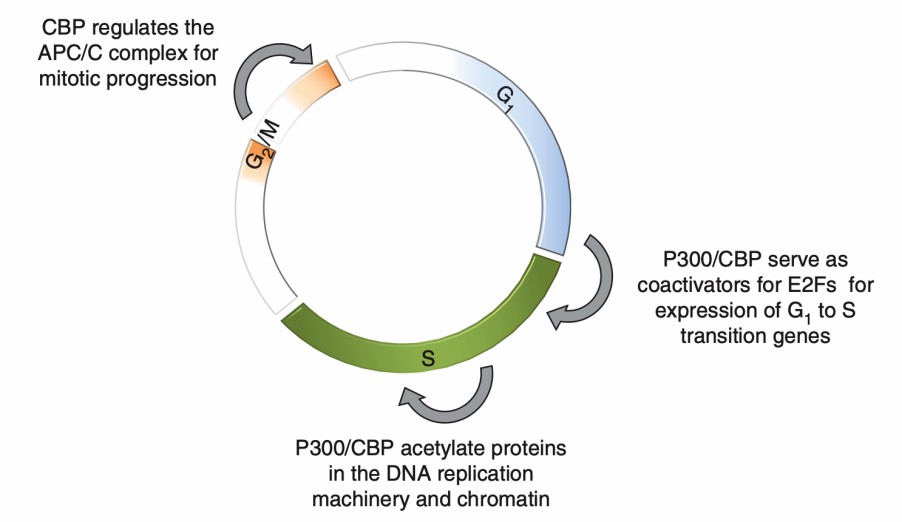 p300/CREB-binding protein (CBP) regulates the cell cycle at multiple points. 