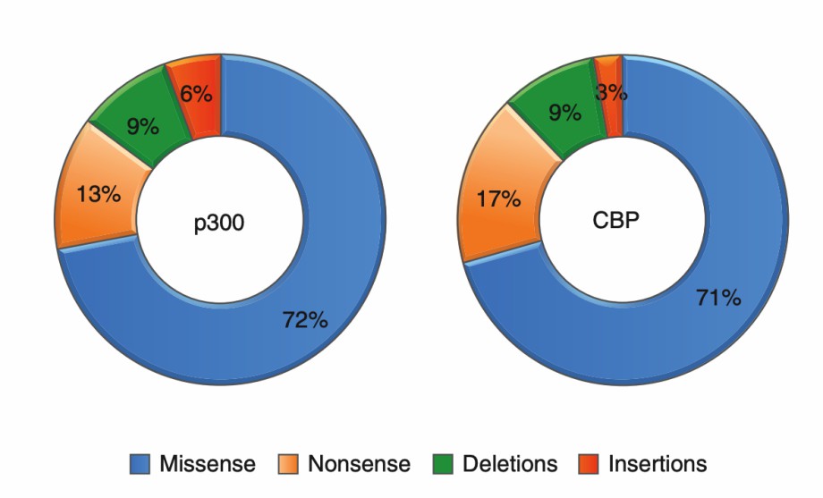Frequency of the different types of mutations in p300 and CBP in cancer.
