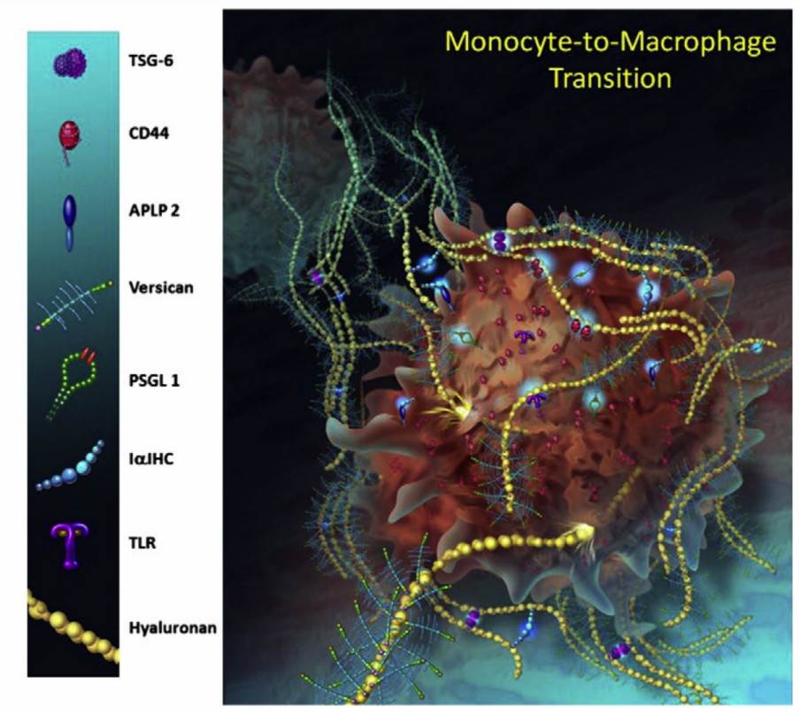 A model to depict some of the ECM molecules expressed by monocytes, including versican, as they differentiate into macrophages. 