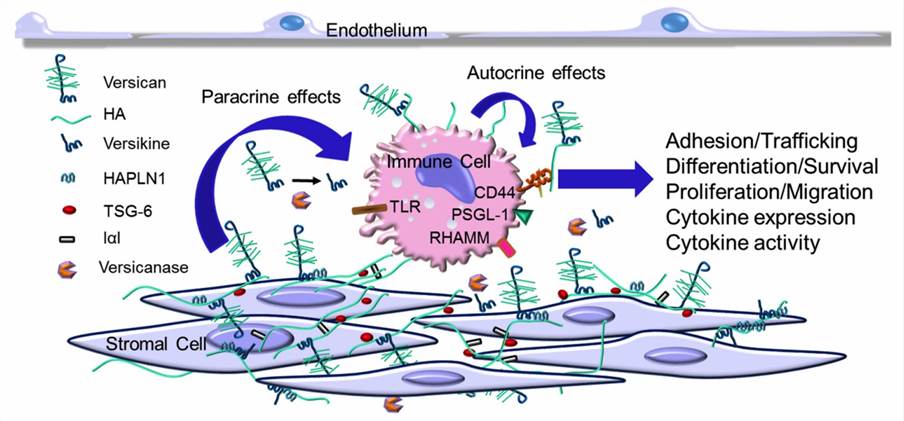 Versican increases in the extracellular matrix (ECM) as part of the early inflammatory response. 