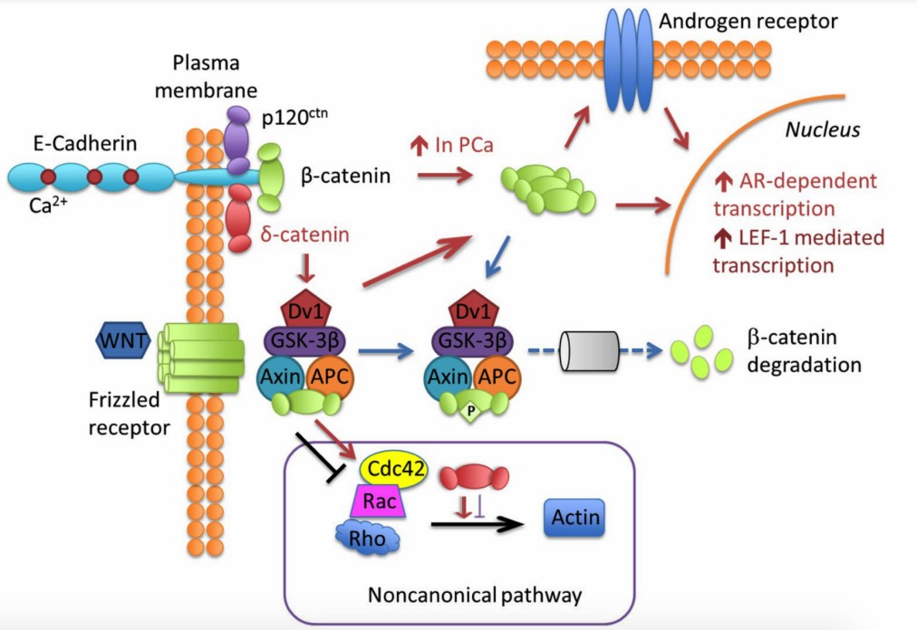 Summary of Wnt signaling involving δ-catenin and Rho GTPases.