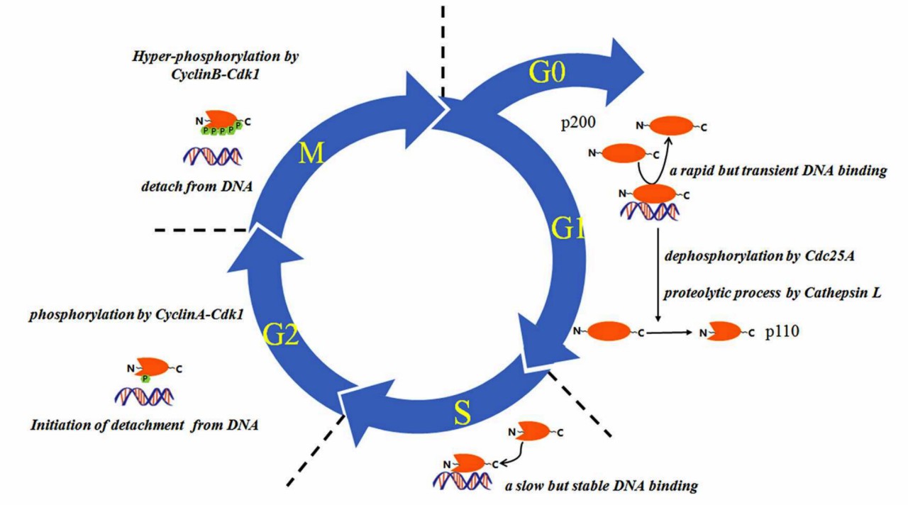 The proteolysis and DNA binding of CUX1 are regulated in a cell cycle–dependent manner.
