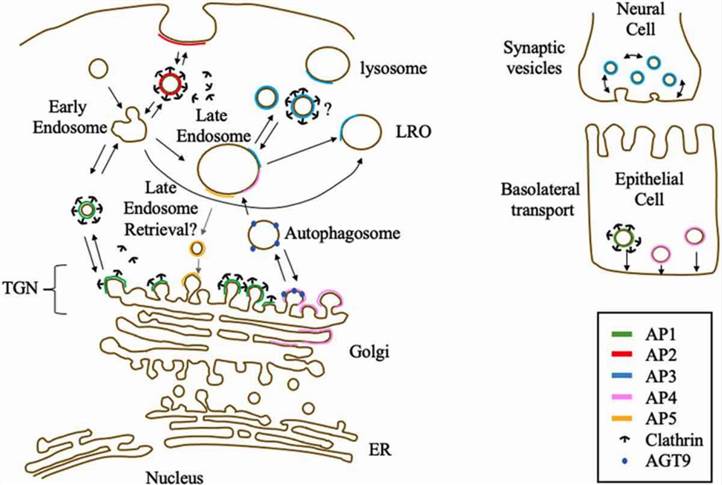 APs known or suggested locations and functions.