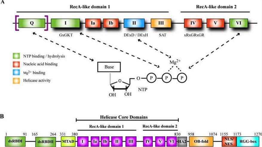 Helicase domain of DExD/H-box helicases and functional domains in DHX9. 
