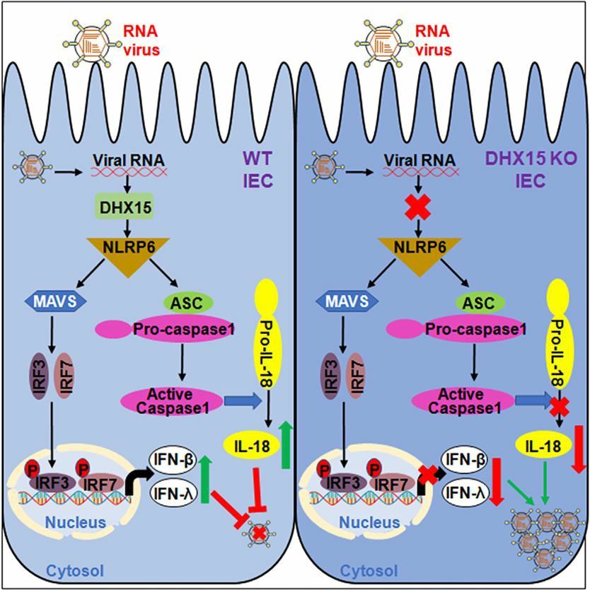 DHX15 is required to control RNA virus-induced intestinal inflammation.