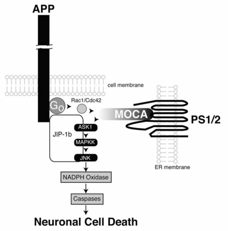 Schematic illustration of the APP and PS-mediated neuronal death signal pathways. 
