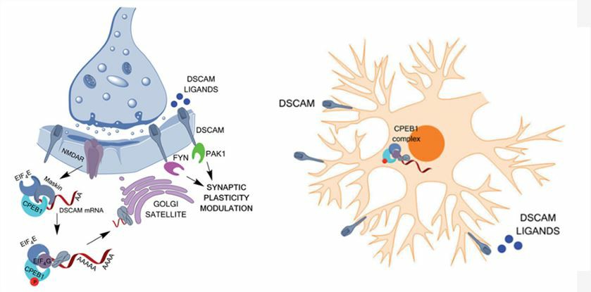Hypothetical models for the possible functions of locally translated DSCAM in the dendrites of hippocampal neurons.