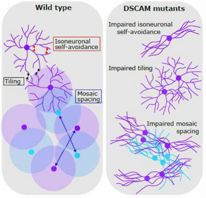 Schematic illustration for DSCAM deficiency on spine maturation. 