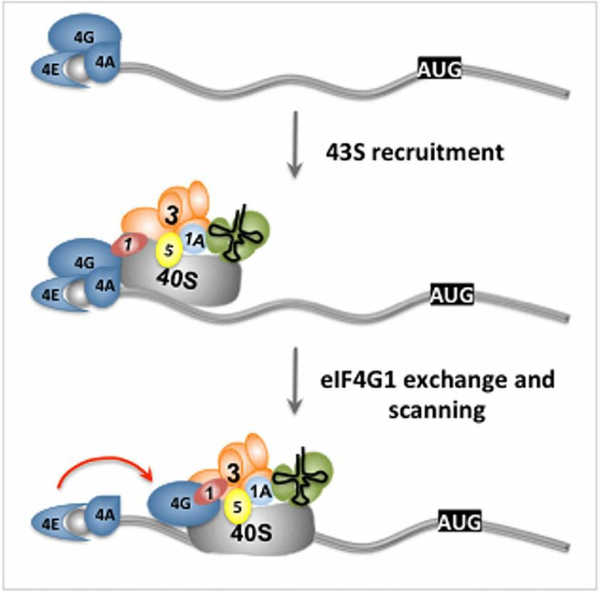 Model depicting the interplay between eIF4E, eIF4G1, and eIF1 in scanning-dependent translation. 