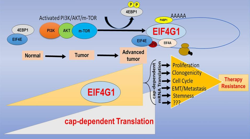 Model for EIF4G1 network in cancers.