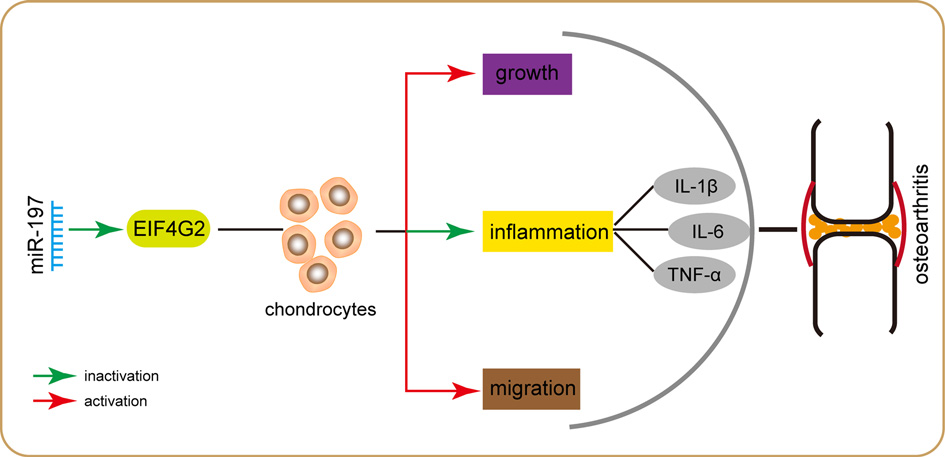 miR-197 promotes cell growth migration and inhibits inflammation in chondrocytes by directly targeting EIF4G2.