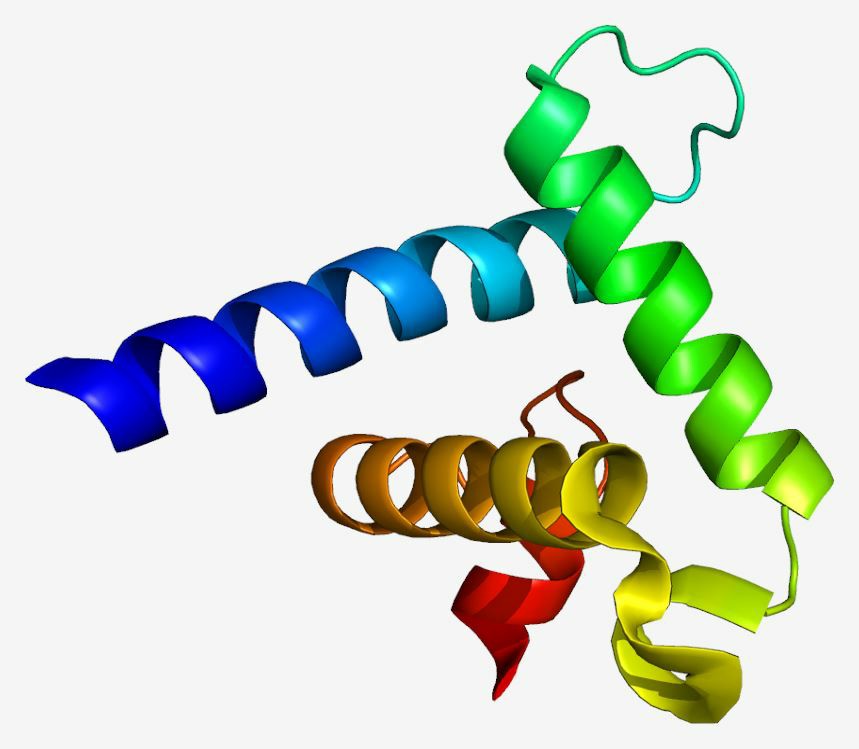 Structure of the EP300 protein.