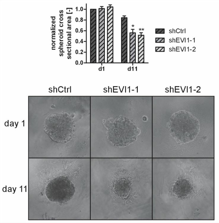 Knockdown of MECOM decreases the size of tumor spheroids
