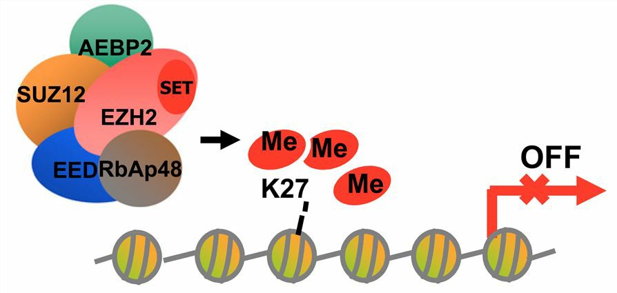 Overexpression of EZH2 can catalyze the histone H3K27 trimethylation causing transcriptional suppression