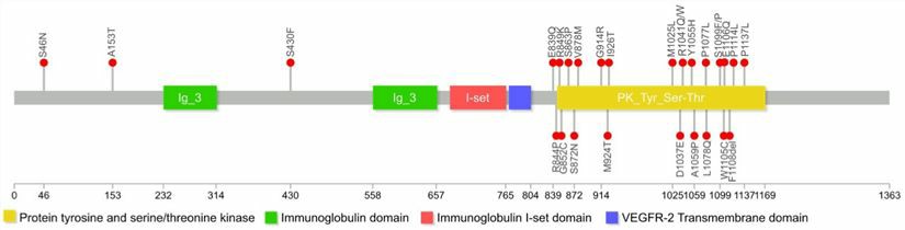 Schematic representation of FLT4 gene.