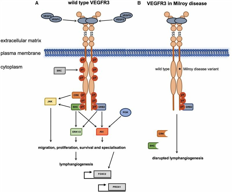 VEGFR3 signaling during lymphangiogenesis and Milroy disease.