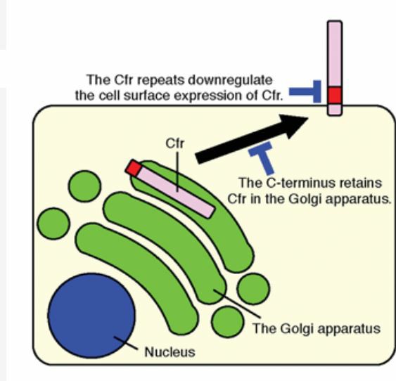 A two-step model for regulation of the intracellular distribution of Cfr.