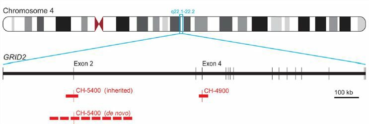 Schematic of the gene GRID2 on chromosome 4q22.1-q22.2.