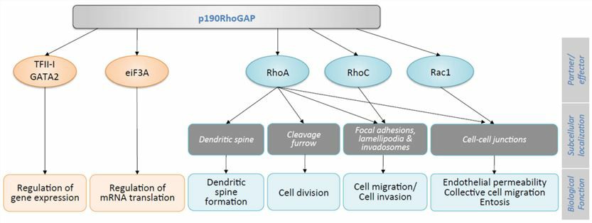 Cellular functions of p190A.