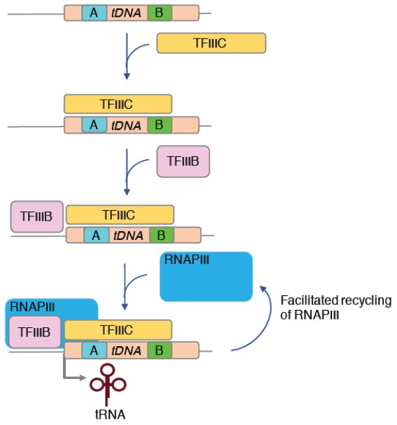 Transcription of tRNA genes by RNAPIII. 