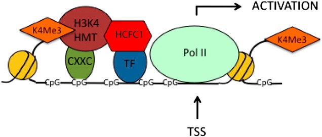 Schematic representation of an HCFC1-containing transcription initiation complex.