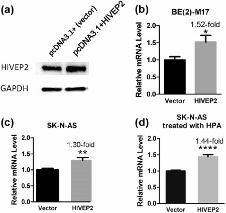 Overexpression of HIVEP2 upregulated the mRNA level of SLC6A3
