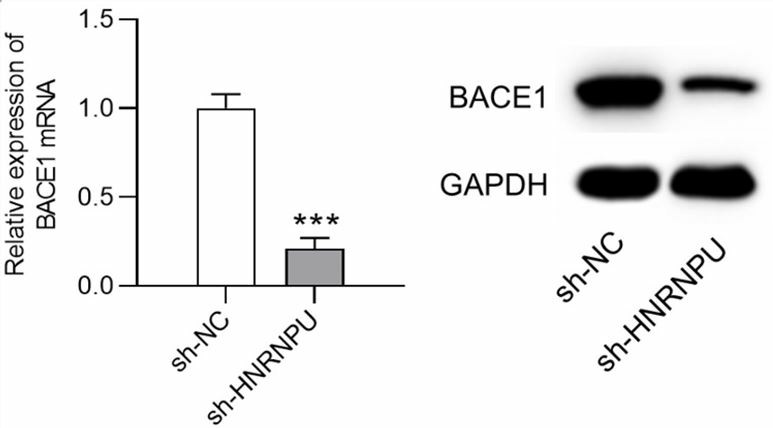 Knock-down of HNRNPU will decrease the mRNA and protein level of BACE1
