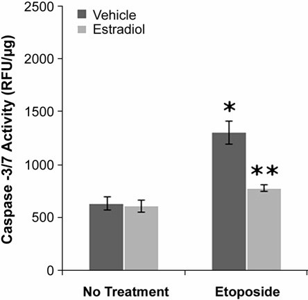 Pretreatment with estradiol decreases the expression of caspase-3/7 induced by etoposide.