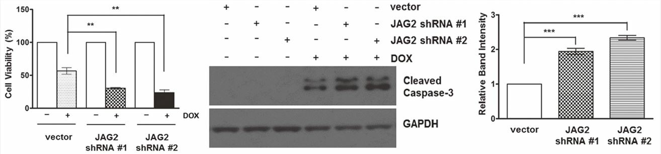 Knockdown of JAG2 will reduce the chemoresistance of CRC cells to the chemotherapeutic agent Dox