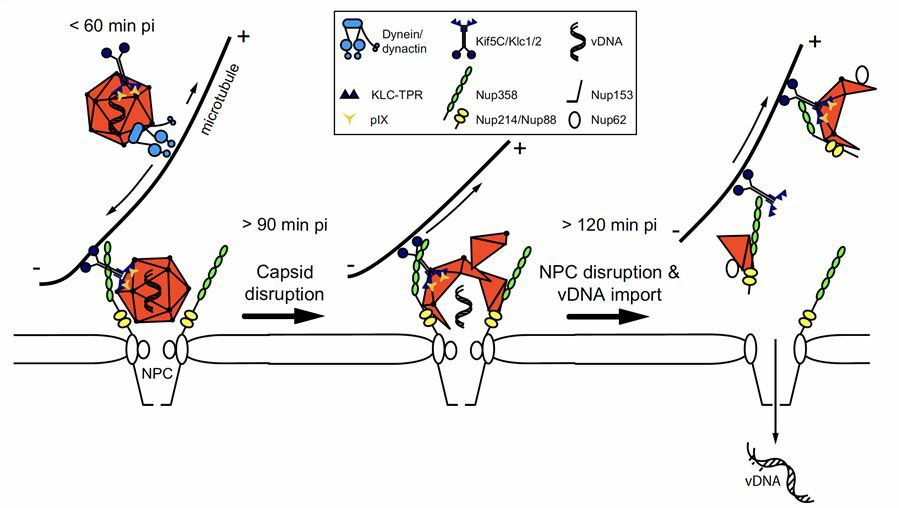 Model for KIF5C-mediated virus infection at the NPC