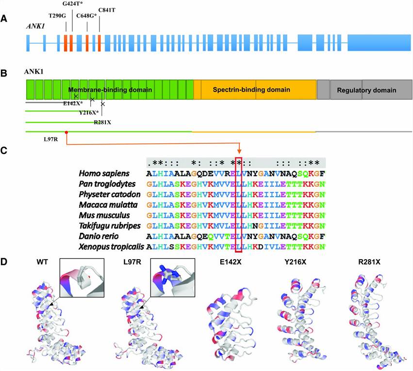 The pathogenicity of four ANK1 mutations predicted by bioinformatic analysis.