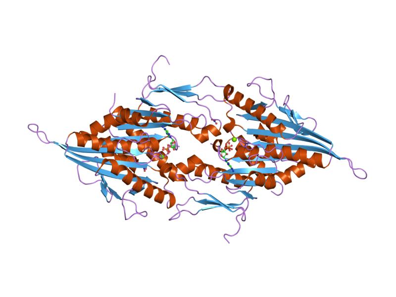 The structure of KIF11