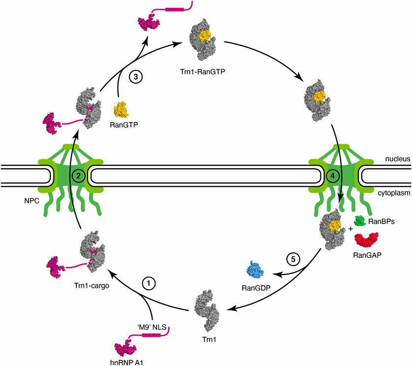 Nuclear import cycle of Transportin-1.