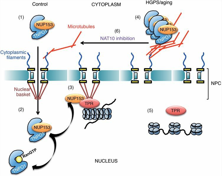 Model for how NAT10 inhibition rescues HGPS phenotypes.