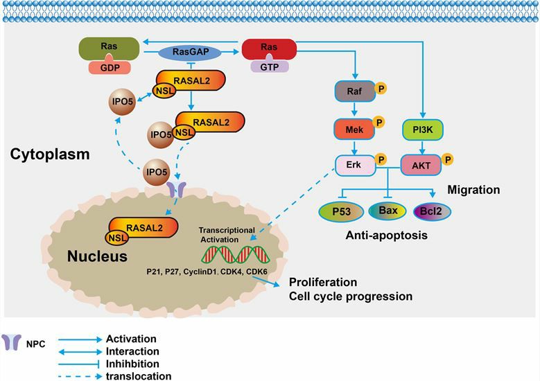 Illustration of IPO5 involvement in CRC. 