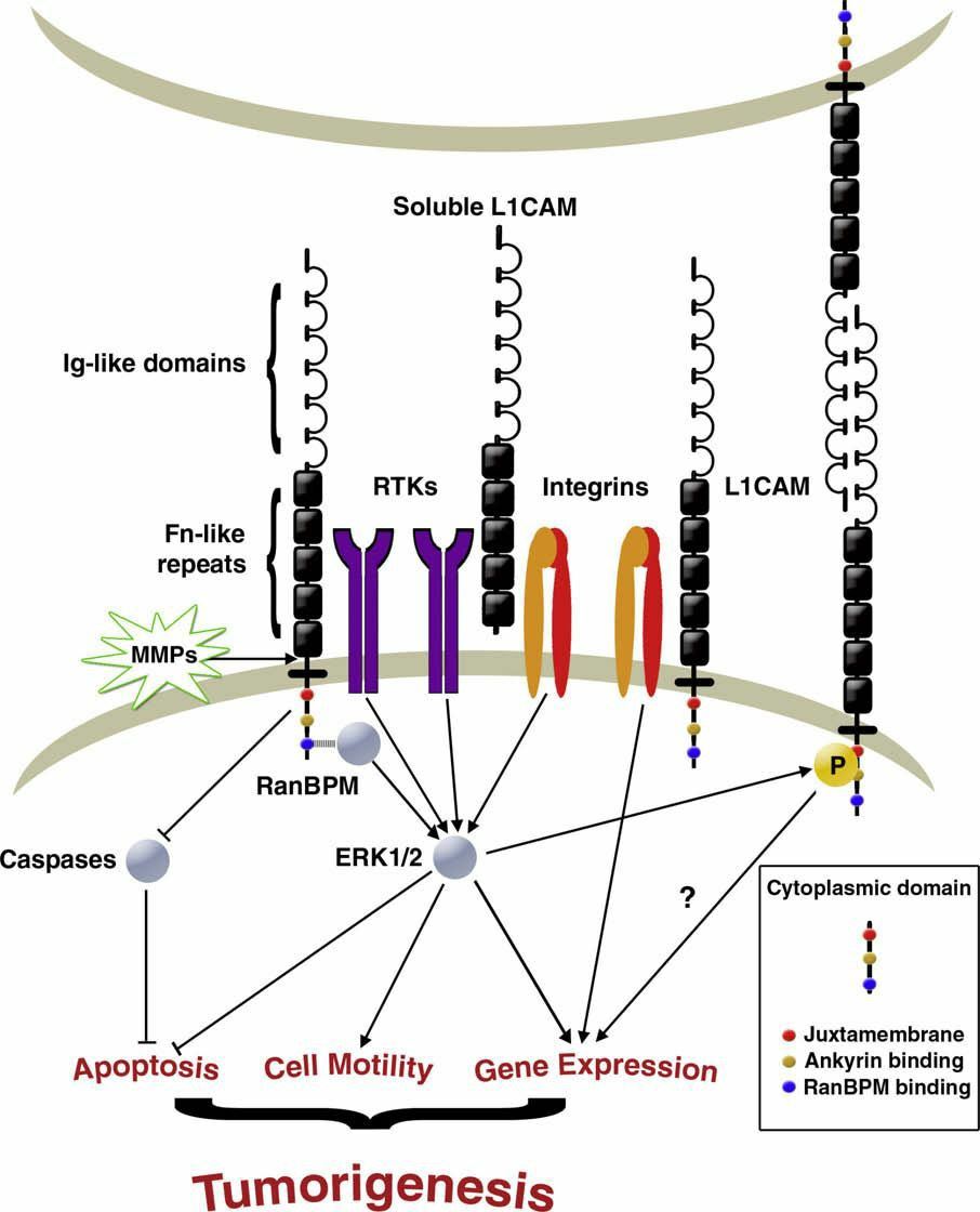 The many functions of L1CAM in cancer cells.