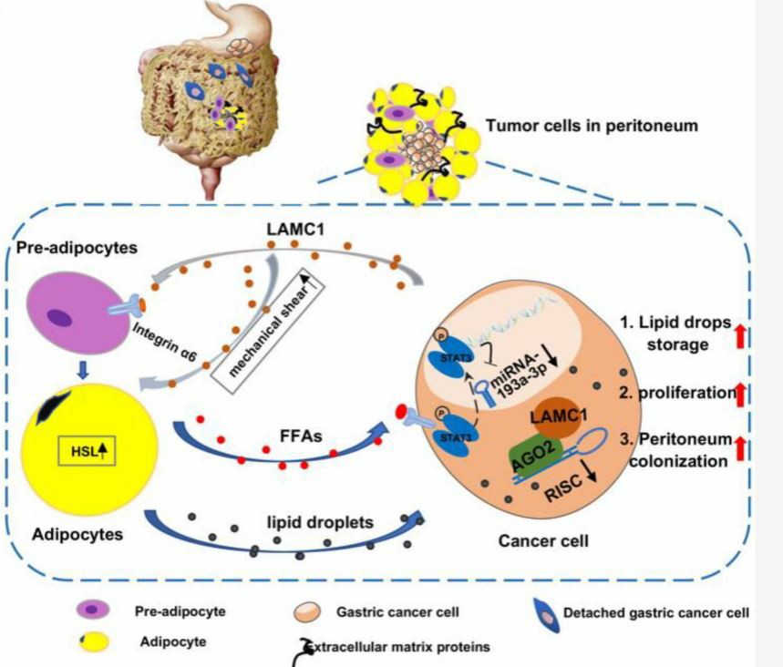 The mechanism diagram of LAMC1-mediated preadipocyte differentiation promoted peritoneum pre-metastatic niche formation and gastric cancer metastasis. 