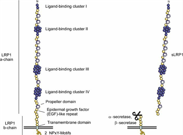LRP1 is a low-density lipoprotein receptor.