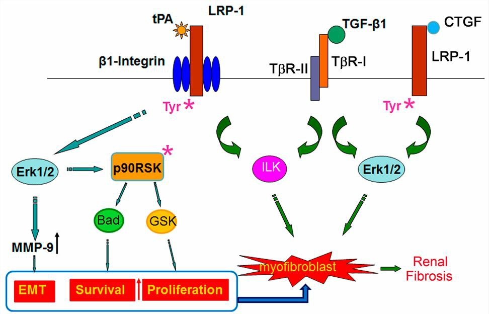 LRP1 signaling in renal fibrogenesis.