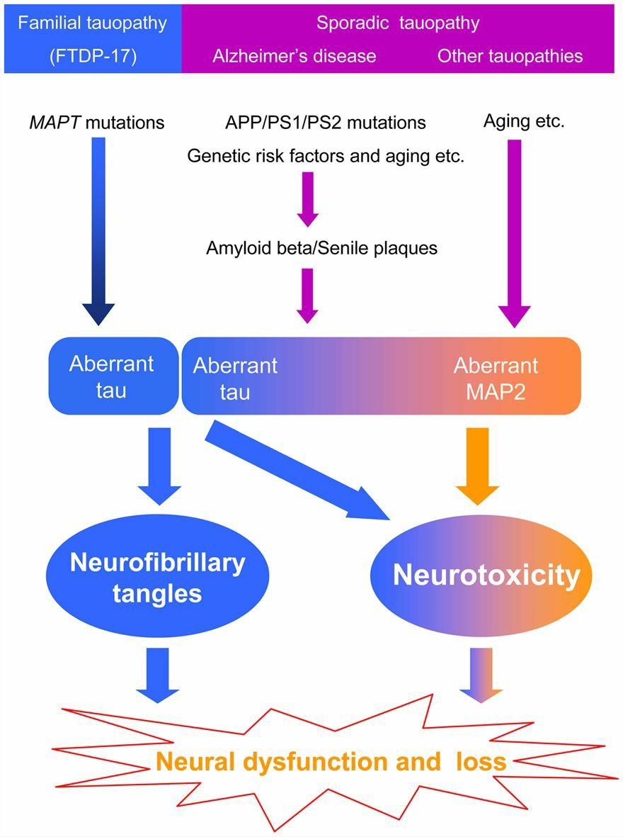 The hypothesis is of the potential involvement of MAP2 in the pathogenesis of tauopathy.