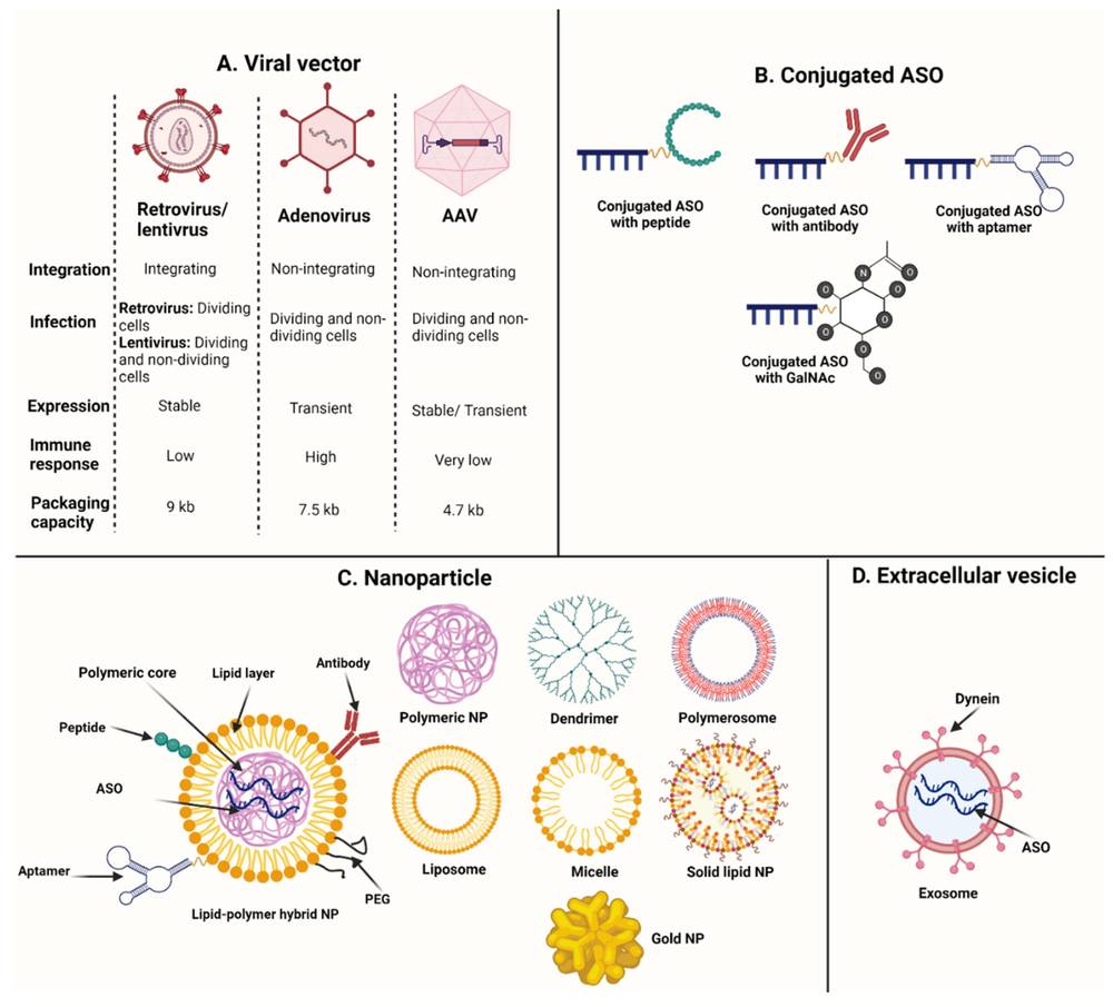 Figure 1. ASO delivery platforms. (A) Viral vectors; (B) ligand conjugates (peptides, antibodies, aptamers, GalNAc); (C) nanoparticles; (D) extracellular vesicles. (OA Literature)