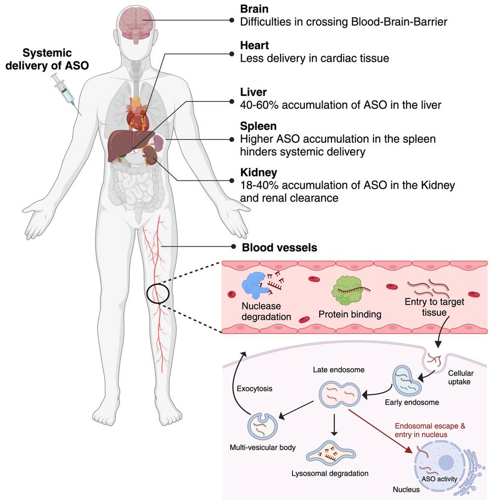 Figure 1. Systemic ASO delivery barriers. (OA Literature)