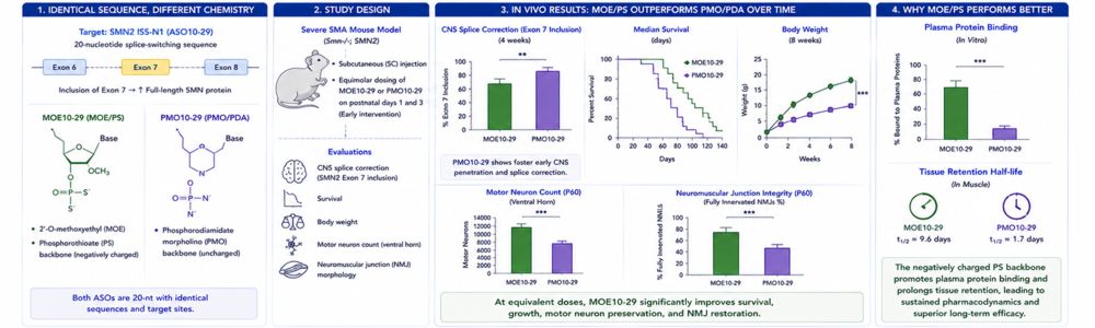Figure 2. MOE/PS vs. PMO/PDA in severe SMA mice. (Creative Biolabs Original)