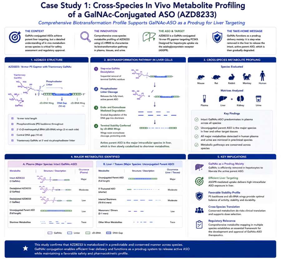 Figure 2. Cross-species metabolite profiling of GalNAc-ASO. Comparative assessment of ASO metabolism across animal models. (Creative Biolabs Original)